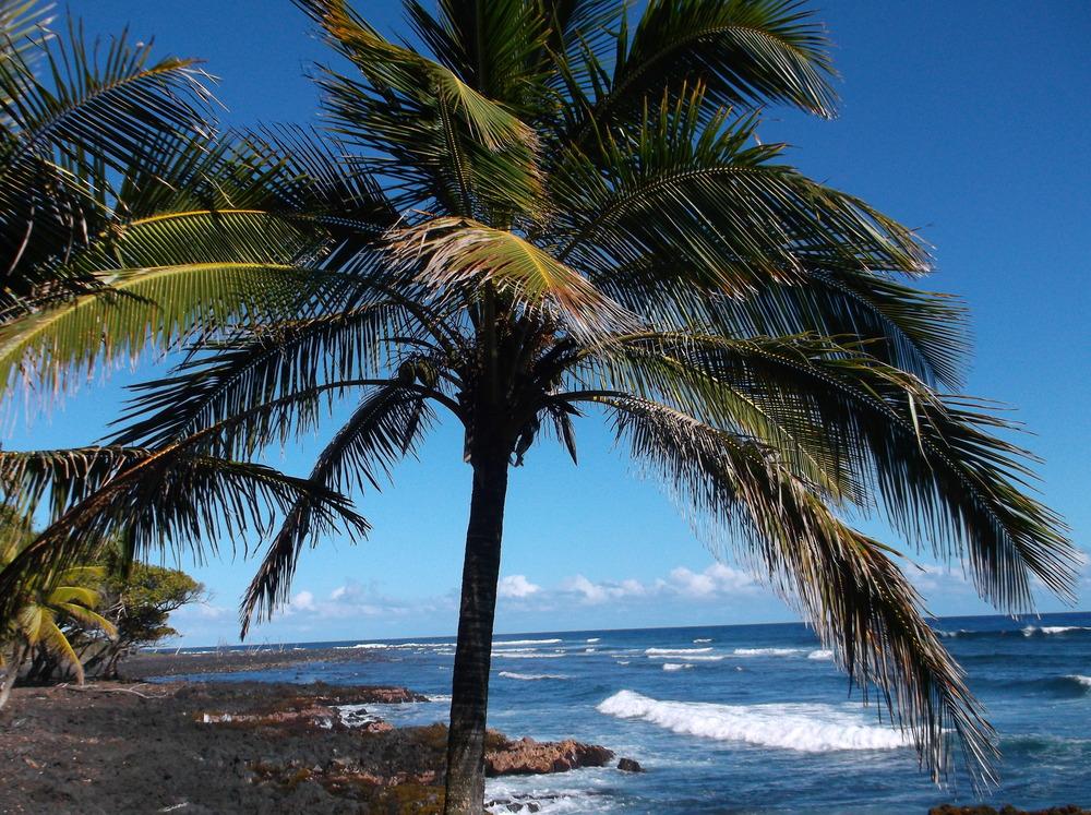Photo of Coconut Palm (Cocos nucifera) uploaded by Metrosideros