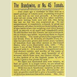 
Date: 1889
The history of the Brandywine tomato from the 1889 Johnson & Stok