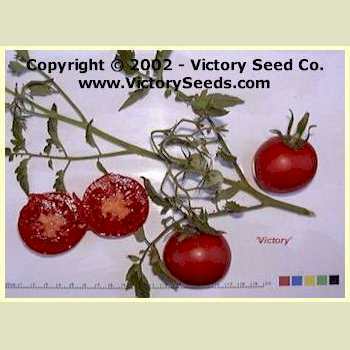 Photo of Tomato (Solanum lycopersicum 'Victory') uploaded by MikeD