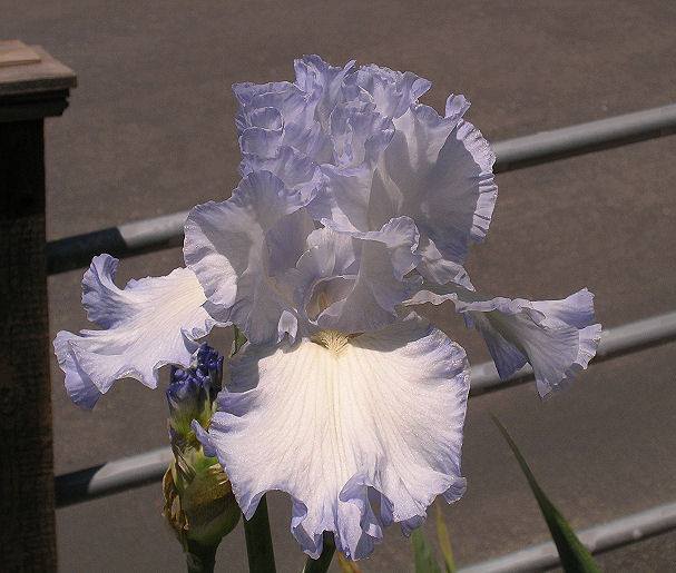 Photo of Tall Bearded Iris (Iris 'Stan Coates') uploaded by Misawa77