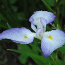 Location: My Northeastern Indiana Gardens - Zone 5b
Date: 2014-06-29
Water iris