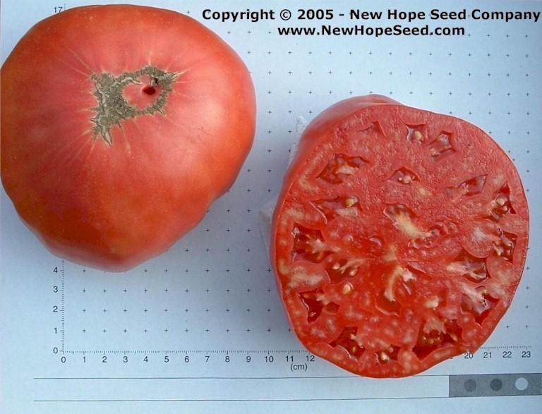 Photo of Tomato (Solanum lycopersicum 'Mexico') uploaded by farmergrass