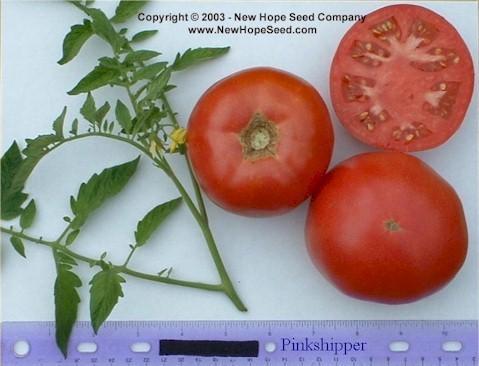 Photo of Tomato (Solanum lycopersicum 'Pinkshipper') uploaded by farmergrass