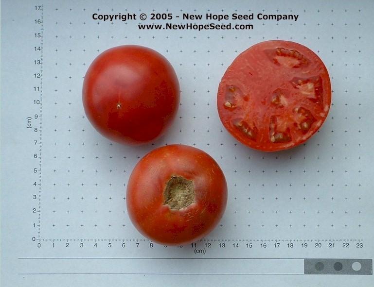 Photo of Tomato (Solanum lycopersicum 'Trucker's Favorite') uploaded by farmergrass