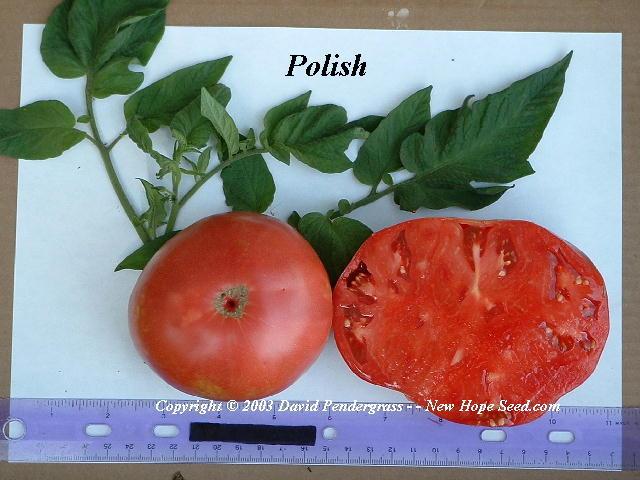 Photo of Tomato (Solanum lycopersicum 'Polish') uploaded by farmergrass