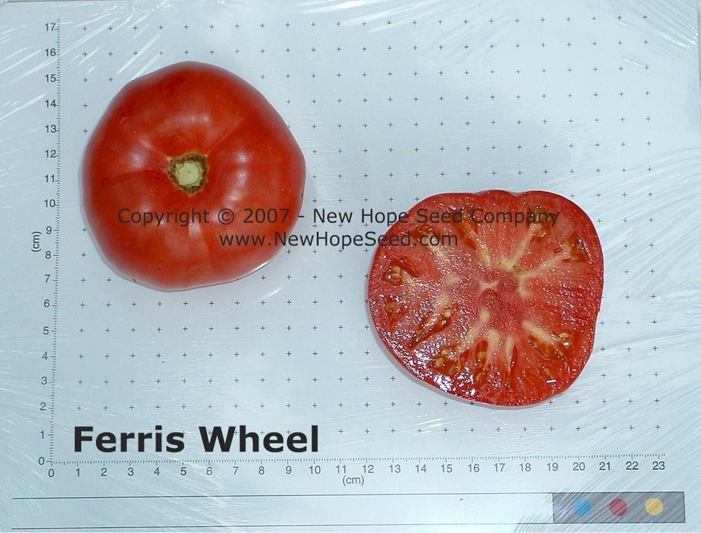 Photo of Tomato (Solanum lycopersicum 'Ferris Wheel') uploaded by farmergrass
