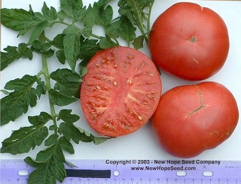 Photo of Tomato (Solanum lycopersicum 'New Big Dwarf') uploaded by farmergrass