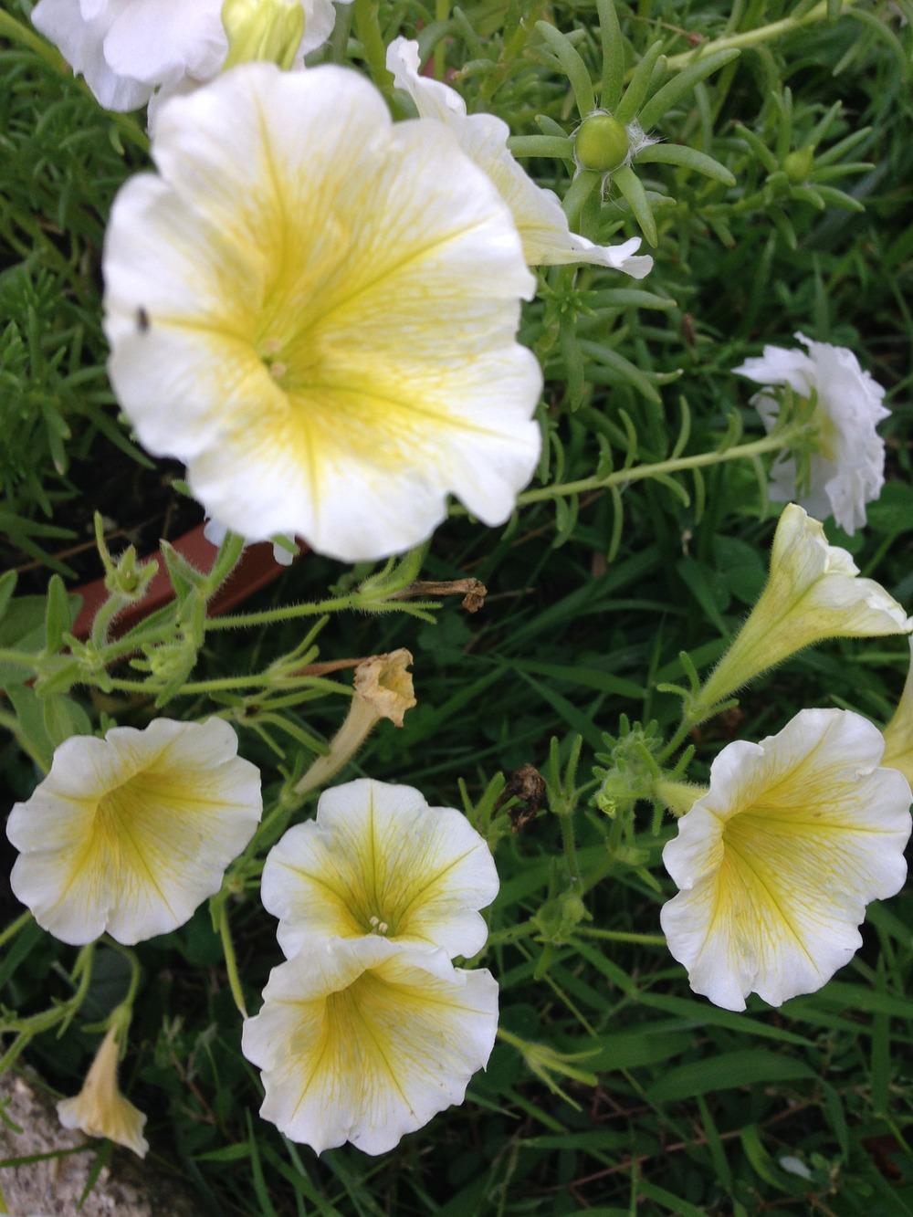 Photo of Petunia 'Pop Rocks Yellow' uploaded by lovesblooms