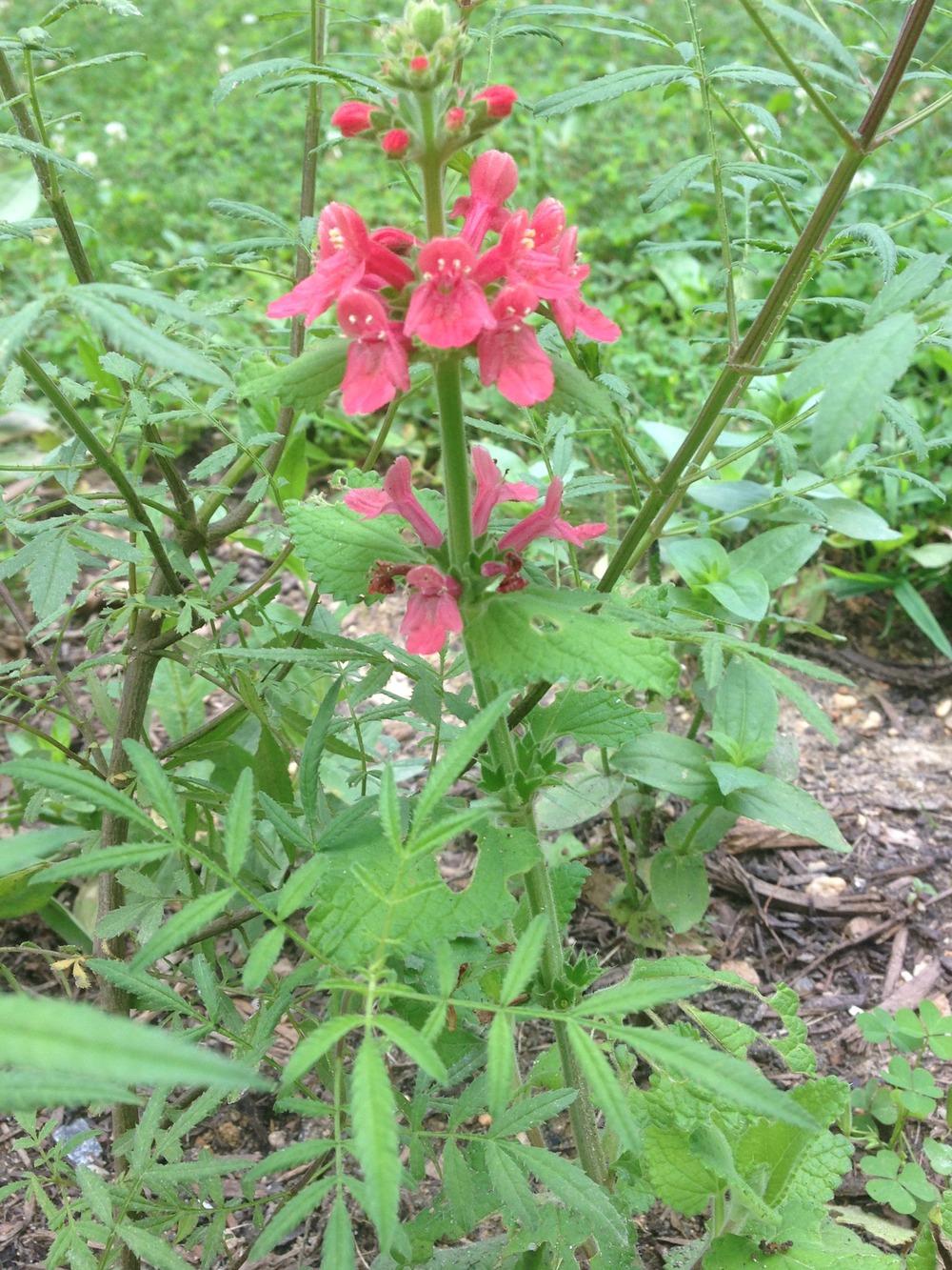 Photo of Texas Betony (Stachys coccinea) uploaded by lovesblooms