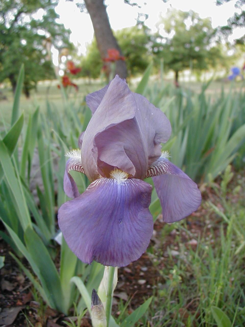 Photo of Tall Bearded Iris (Iris 'Beotie') uploaded by needrain