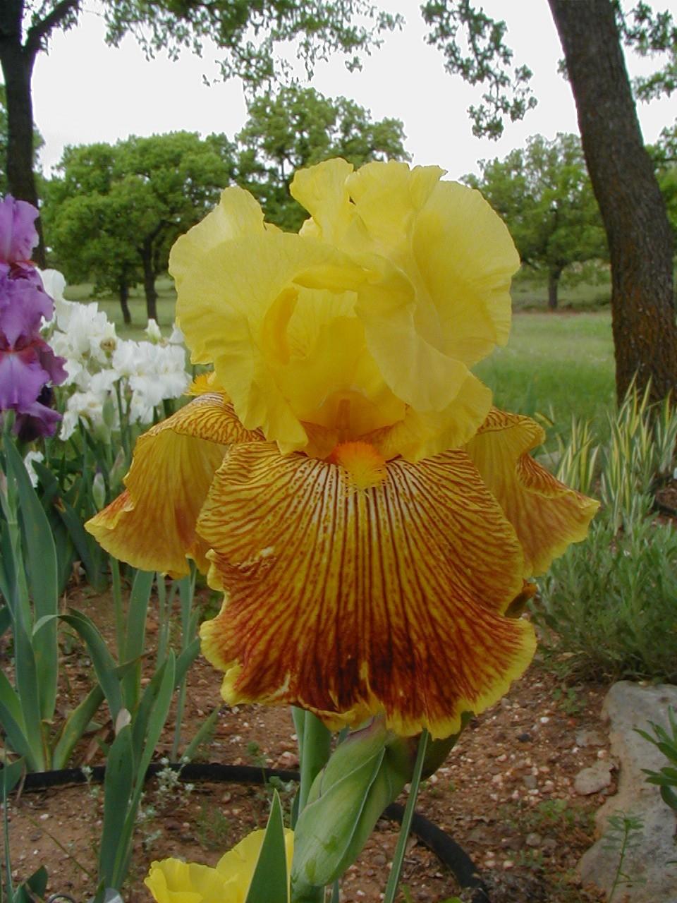 Photo of Tall Bearded Iris (Iris 'Bengal Tiger') uploaded by needrain