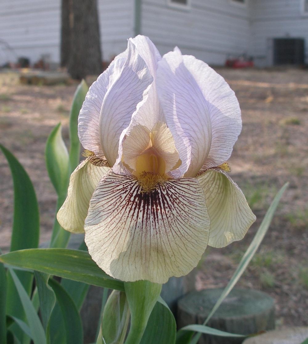 Photo of Arilbred Iris (Iris 'Bhutan') uploaded by needrain