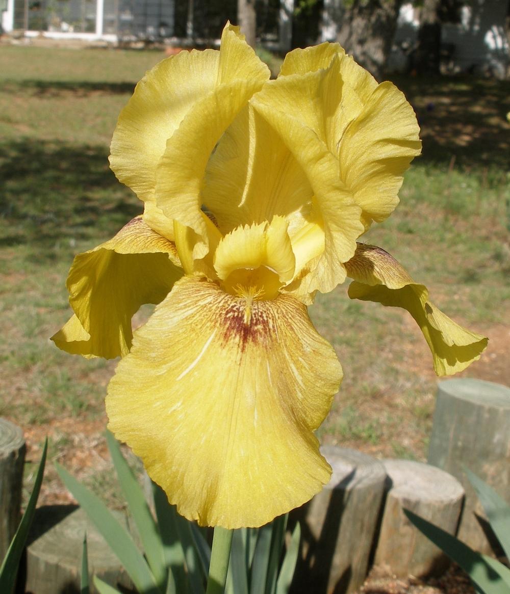 Photo of Arilbred Iris (Iris 'Burnished Star') uploaded by needrain