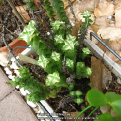 Location: At our garden - San Joaquin County, CA
Date: 2015-02-05 - Winter
Crassula perforata this winter 2015, reverts from solid green to 