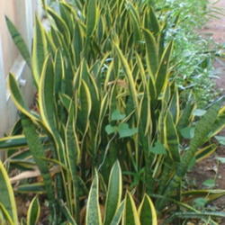 Location: Mysore, India
Date: 2007-06-13
I had planted along the west yard.  I had to remove them when the