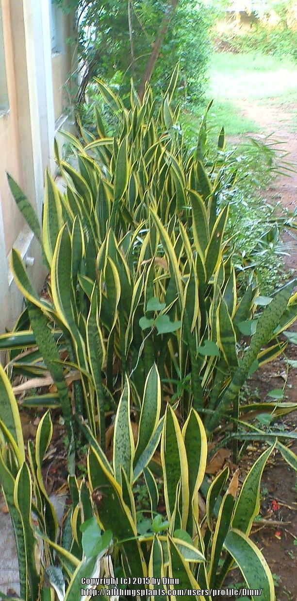 Photo of Snake Plant (Dracaena trifasciata) uploaded by Dinu