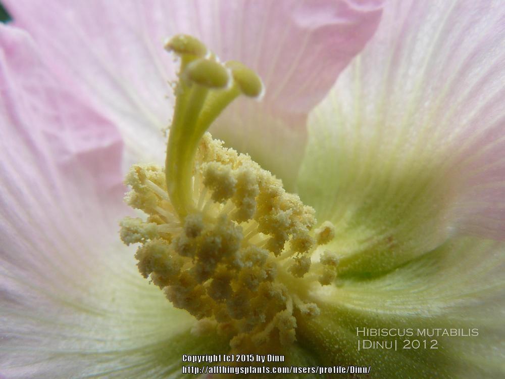 Photo of Confederate Rose Mallow (Hibiscus mutabilis 'Single Flower') uploaded by Dinu