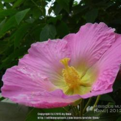 Location: Mysore, India
Date: 2012
Maximum pigmentation