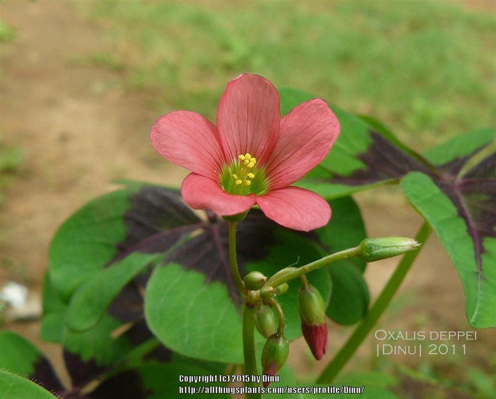 Photo of Good Luck Plant (Oxalis tetraphylla 'Iron Cross') uploaded by Dinu