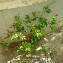 Location: Mysore, India
Date: 2013-06-29
As you can see, it has grown in a crack.
