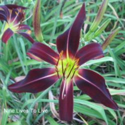 
Photo Courtesy of Clement Daylily Gardens . Used with Permission.