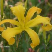 Photo Courtesy of Clement Daylily Gardens . Used with Permission.