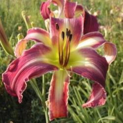 
Photo Courtesy of Clement Daylily Gardens . Used with Permission.