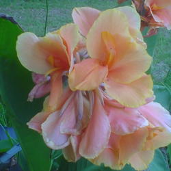 Location: Lowndesboro AL
Date: 2005-07-27
Tropical Sunrise in early summer is this gorgeous salmon color an