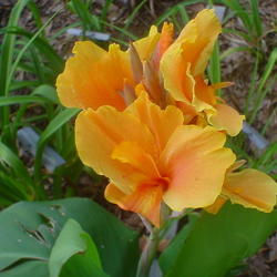 Location: Lowndesboro AL
Date: 2005-06-05
This the later in the season Tropical Sunrise. A dwarf canna that
