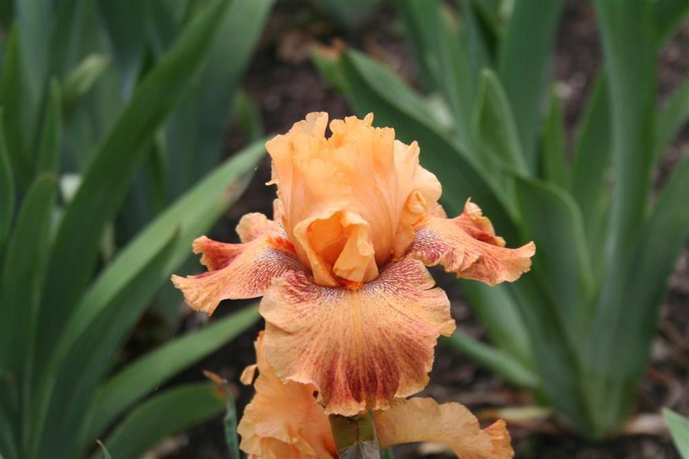 Photo of Border Bearded Iris (Iris 'Wild') uploaded by KentPfeiffer