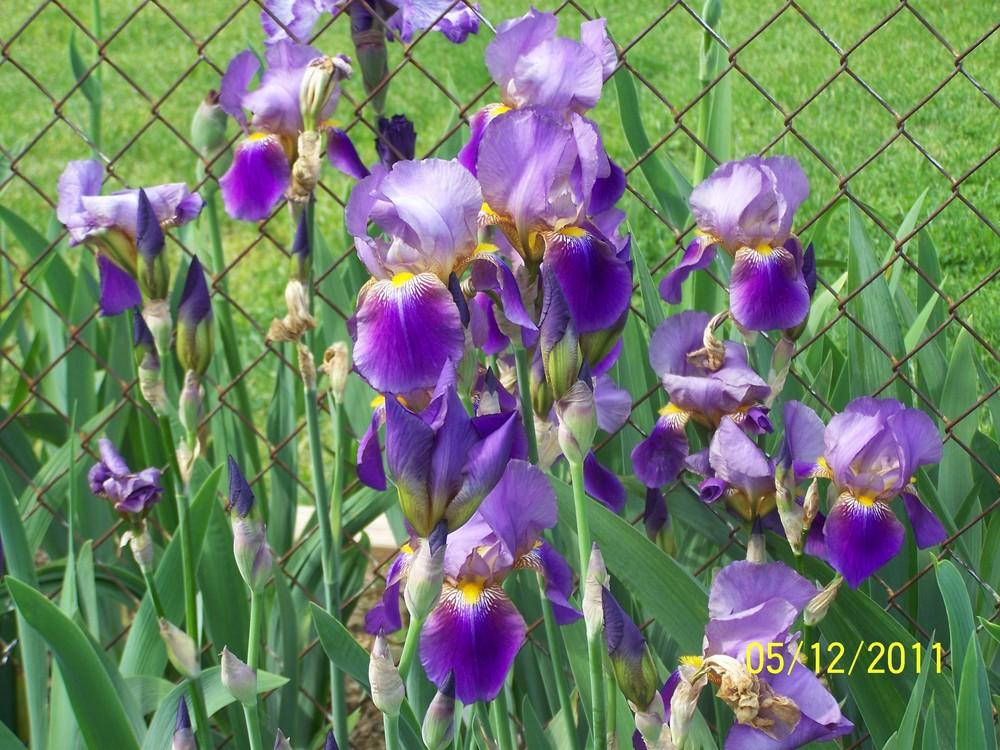 Photo of Tall Bearded Iris (Iris 'Lent A. Williamson') uploaded by Misawa77