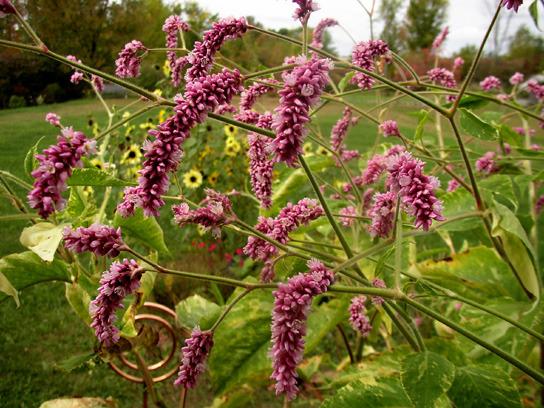 Photo of Kiss Me over the Garden Gate (Persicaria orientalis) uploaded by Tree_climber