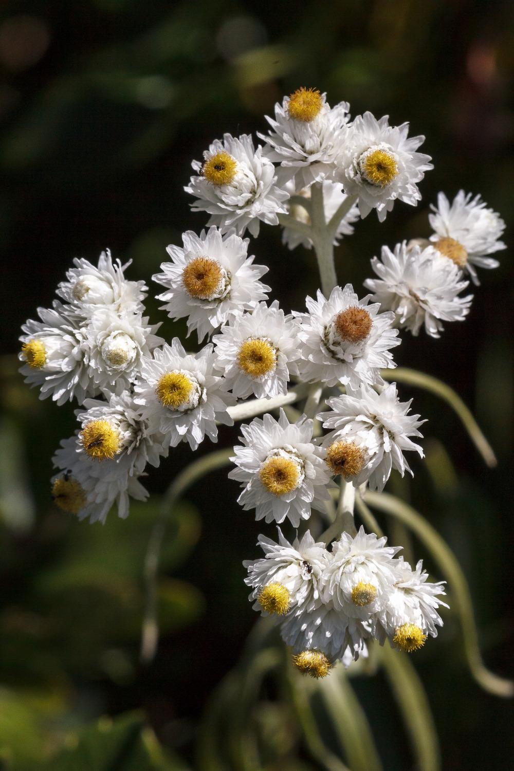 Photo of Pearly Everlasting (Anaphalis margaritacea) uploaded by admin