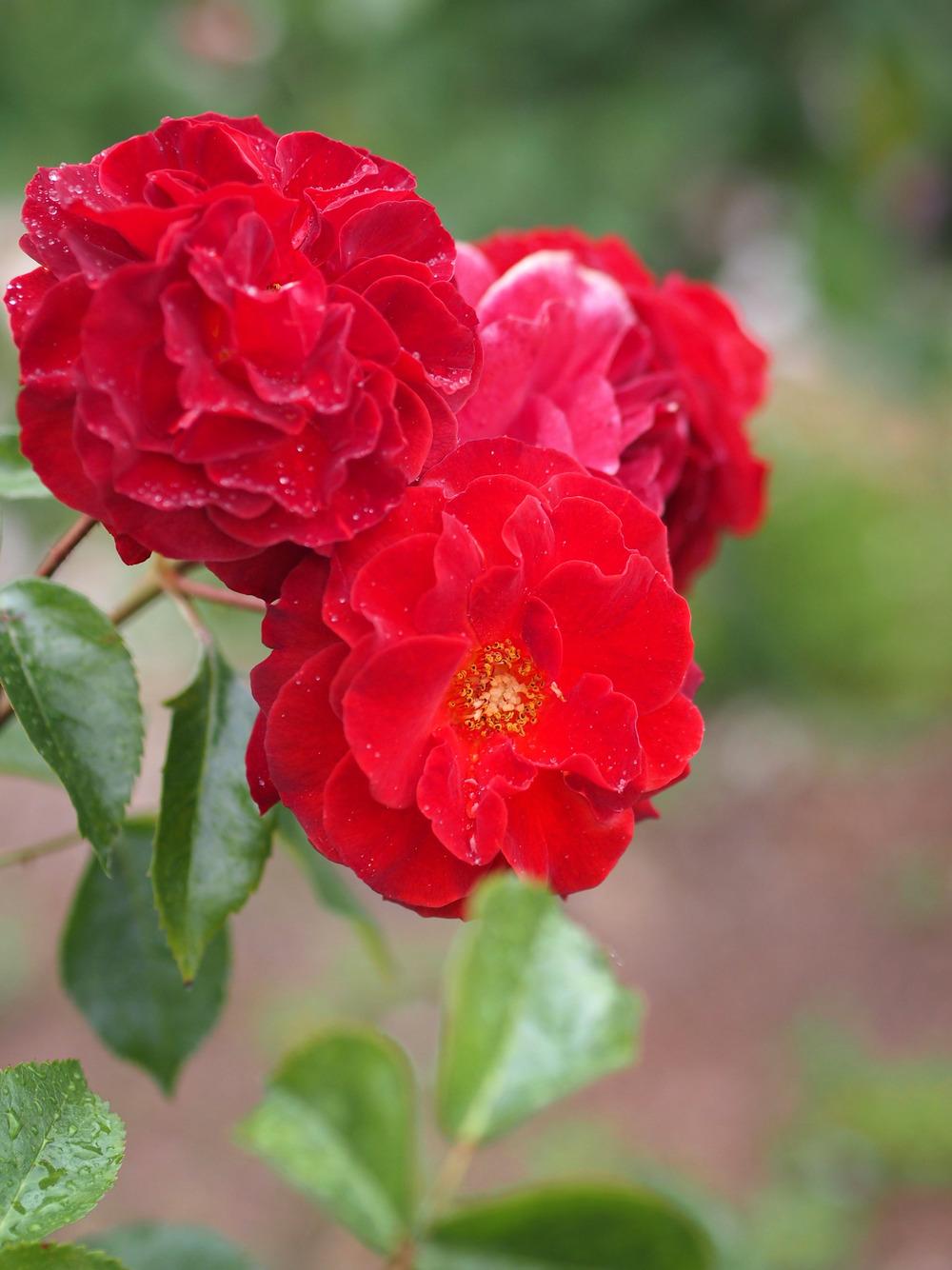 Photo of Rose (Rosa 'Brown Velvet') uploaded by admin
