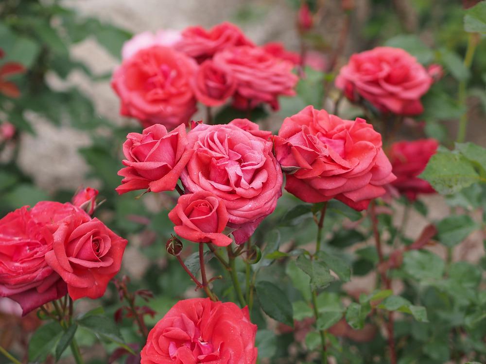 Photo of Rose (Rosa 'Belle Creole') uploaded by admin
