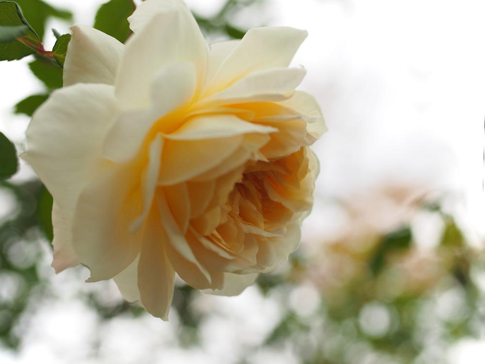 Photo of Rose (Rosa 'Crocus Rose') uploaded by admin