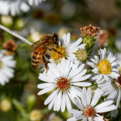 Location: Apis mellifera (honey bee) on Symphyotrichum pilosum (hairy white oldfield aster or frost aster)
Photo courtesy of: Tom Potterfield