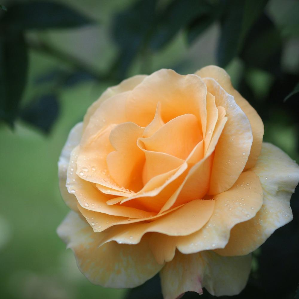 Photo of Rose (Rosa 'Aloha') uploaded by admin
