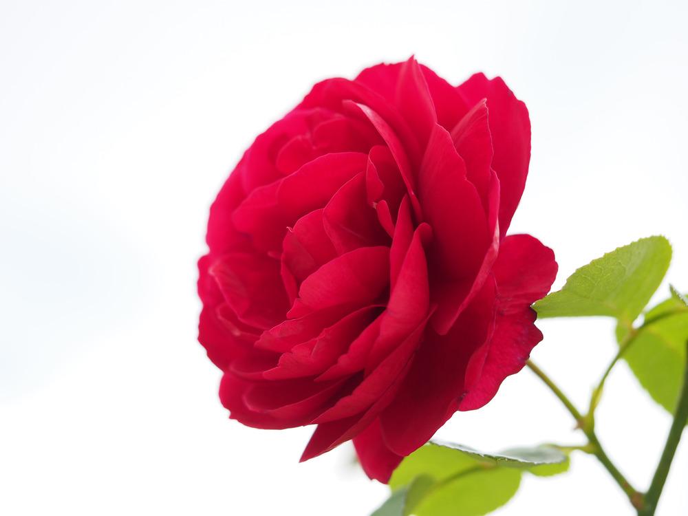 Photo of Rose (Rosa 'L. D. Braithwaite') uploaded by admin