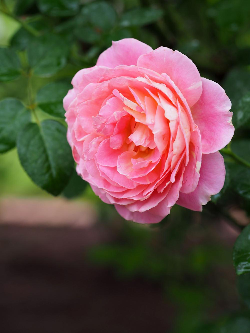 Photo of Rose (Rosa 'Claude Monet') uploaded by admin