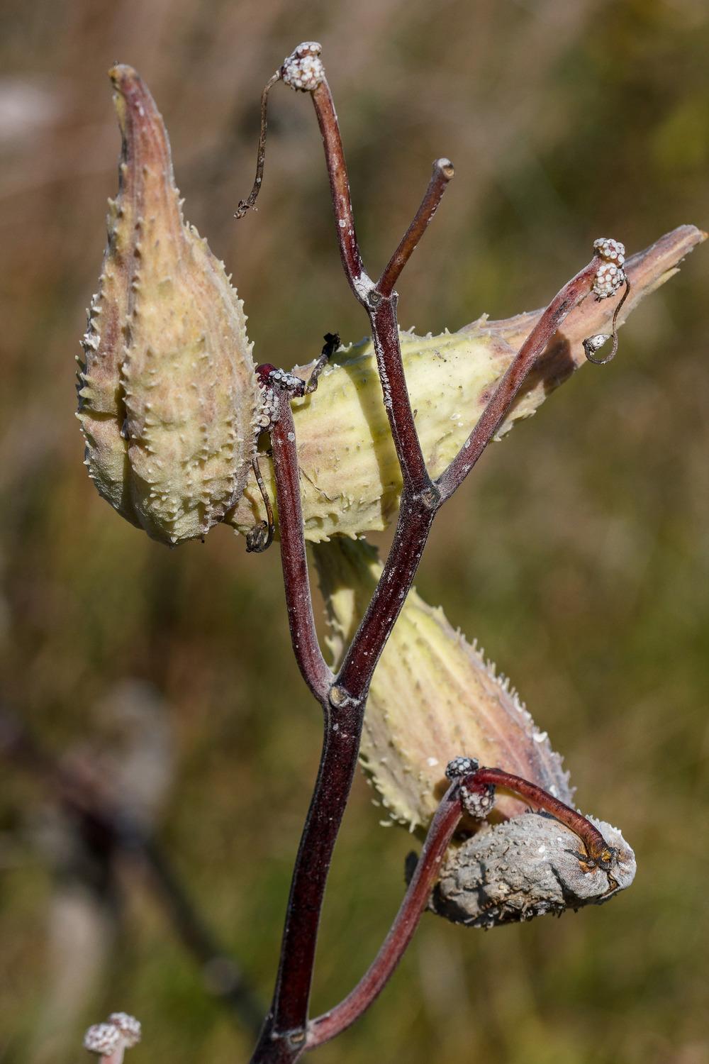 Photo of Common Milkweed (Asclepias syriaca) uploaded by admin