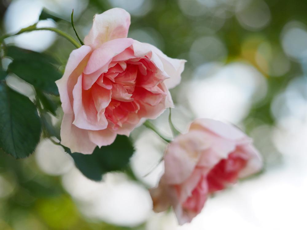 Photo of Rose (Rosa 'English Elegance') uploaded by admin