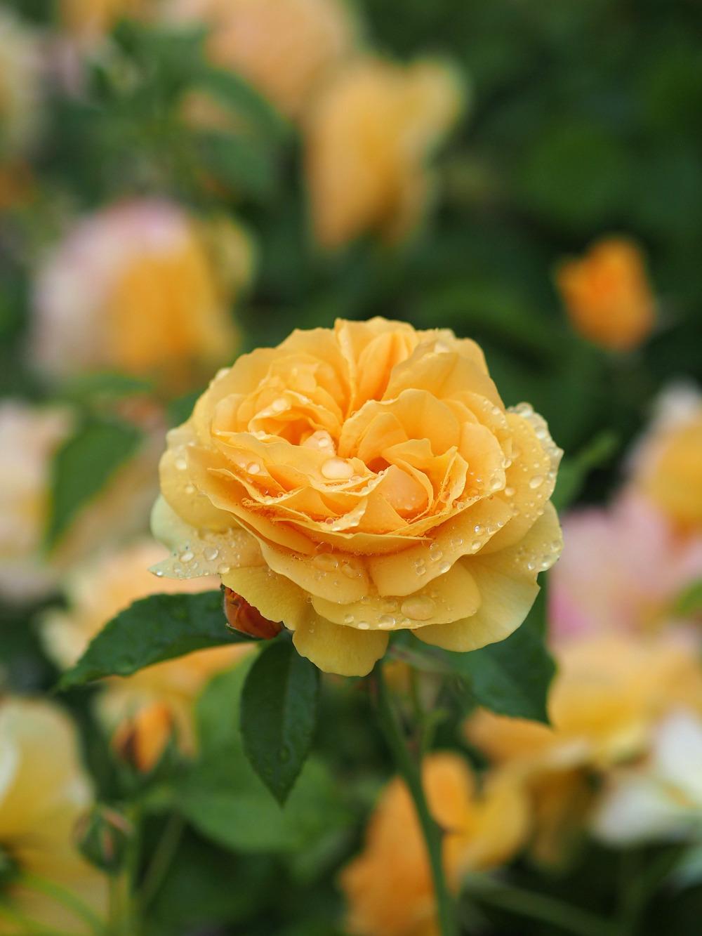 Photo of Floribunda Rose (Rosa 'Julia Child') uploaded by admin