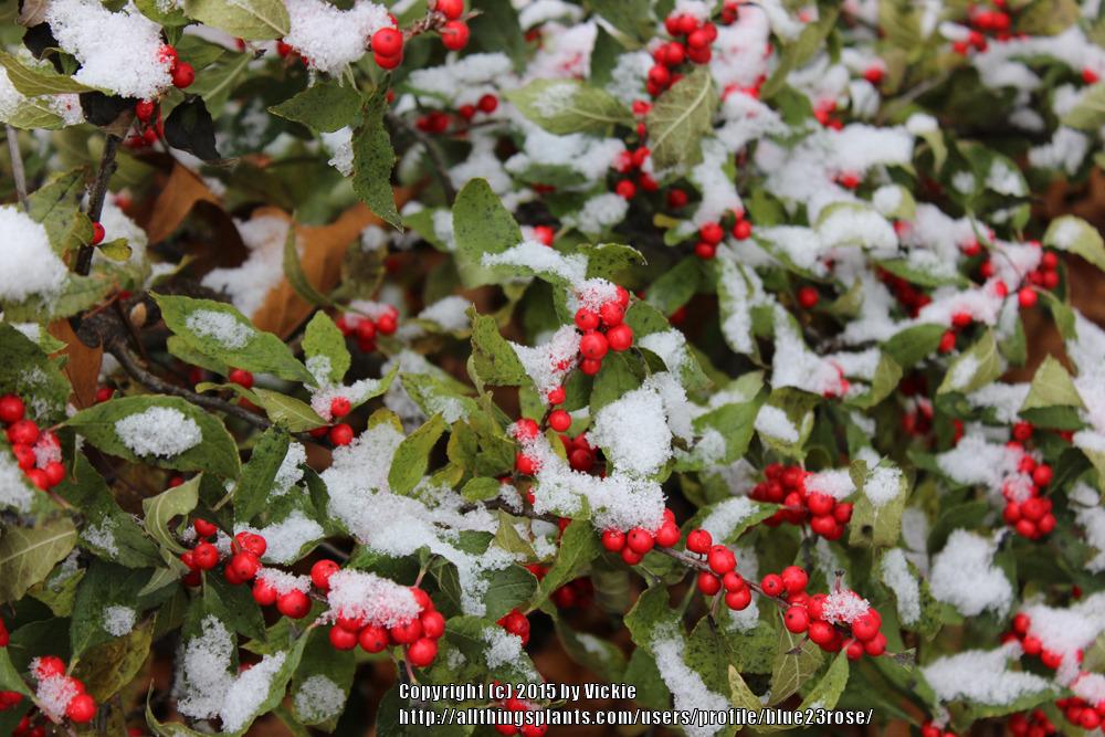 Photo of Winterberry Holly (Ilex verticillata 'Winter Red') uploaded by blue23rose