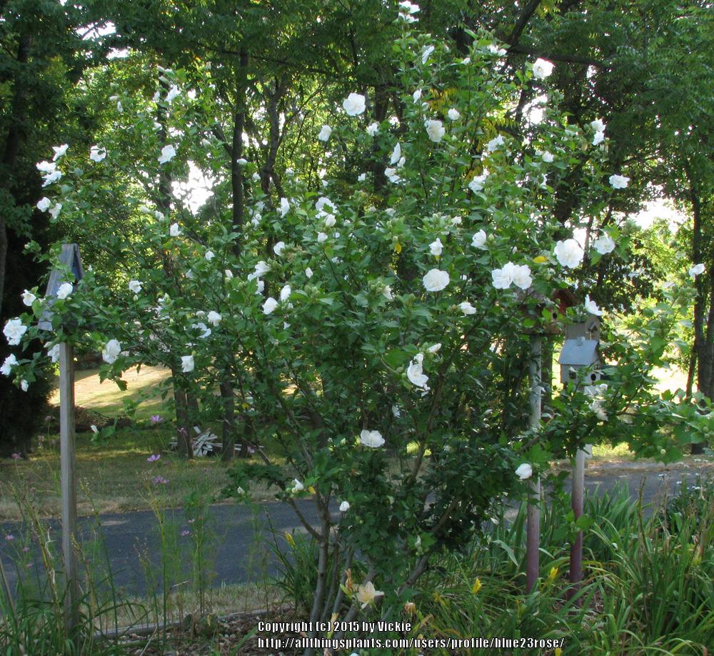 Photo of Rose Of Sharon (Hibiscus syriacus White Chiffon™) uploaded by blue23rose