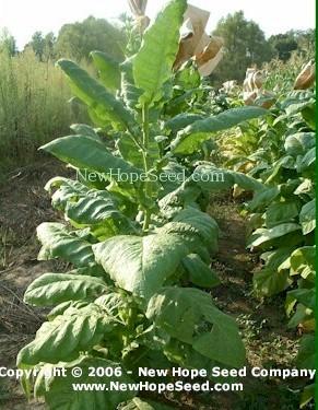 Photo of Tobacco (Nicotiana tabacum 'Southern Beauty') uploaded by farmergrass