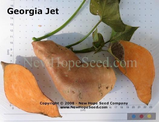 Photo of Sweet Potato (Ipomoea batatas 'Georgia Jet') uploaded by farmergrass