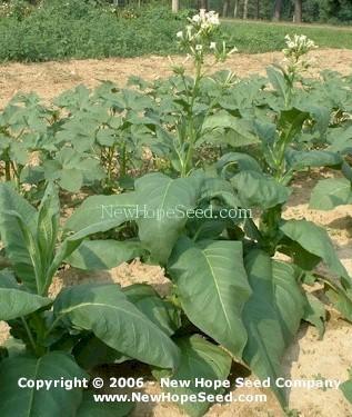 Photo of Tobacco (Nicotiana tabacum 'Connecticut Broadleaf') uploaded by farmergrass