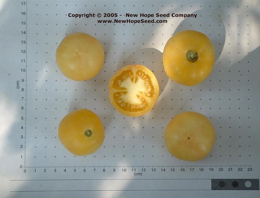 Photo of Tomato (Solanum lycopersicum 'Primrose Gage') uploaded by farmergrass