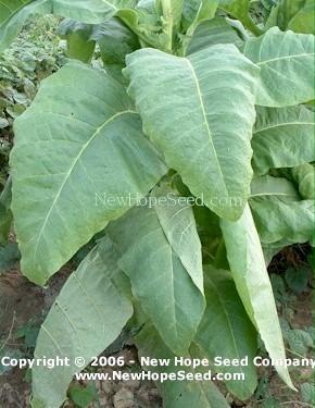 Photo of Tobacco (Nicotiana tabacum 'Catterton') uploaded by farmergrass